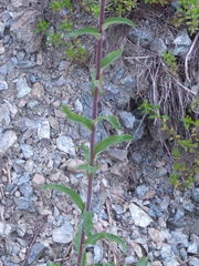 Campanula cervicaria