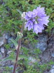 Campanula cervicaria
