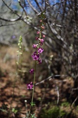 Delphinium hansenii ewanianum