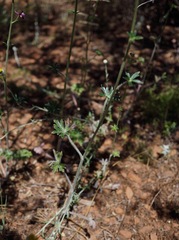 Delphinium hansenii ewanianum