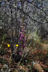 Delphinium hansenii ewanianum