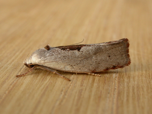 Tymbophora peltastis Meyrick, 1890