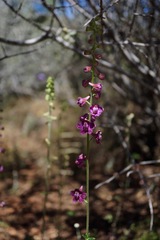 Delphinium hansenii ewanianum