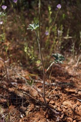 Delphinium hansenii ewanianum