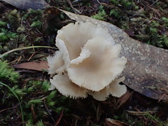 Hygrocybe leucogloea
