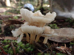 Hygrocybe leucogloea
