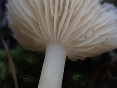 Hygrocybe leucogloea