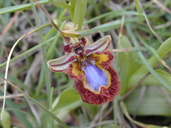Ophrys speculum speculum