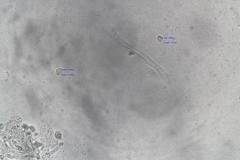 Hygrocybe leucogloea