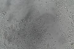 Hygrocybe leucogloea