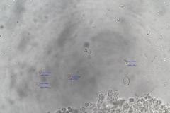 Hygrocybe leucogloea