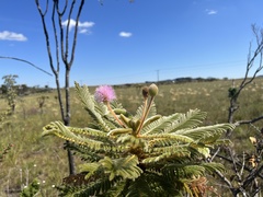 Mimosa manidea