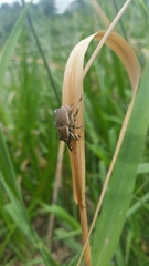 Sphenophorus aequalis