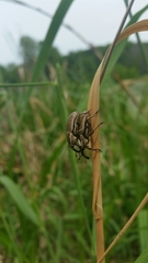 Sphenophorus aequalis