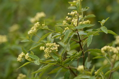 Varronia dichotoma
