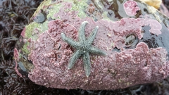 Leptasterias hexactis