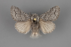 Hypopacha grisea