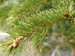 Picea × lutzii