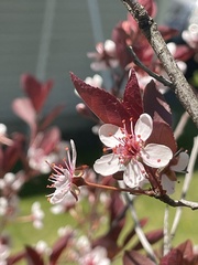 Prunus cistena