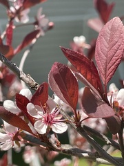 Prunus cistena