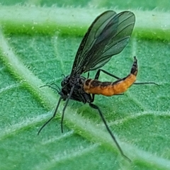 Sciara hemerobioides