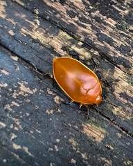 Iphiclus tenuecinctus