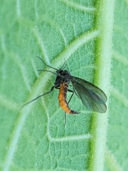 Sciara hemerobioides