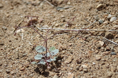Eriogonum nutans