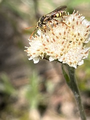 Nomada luteoloides