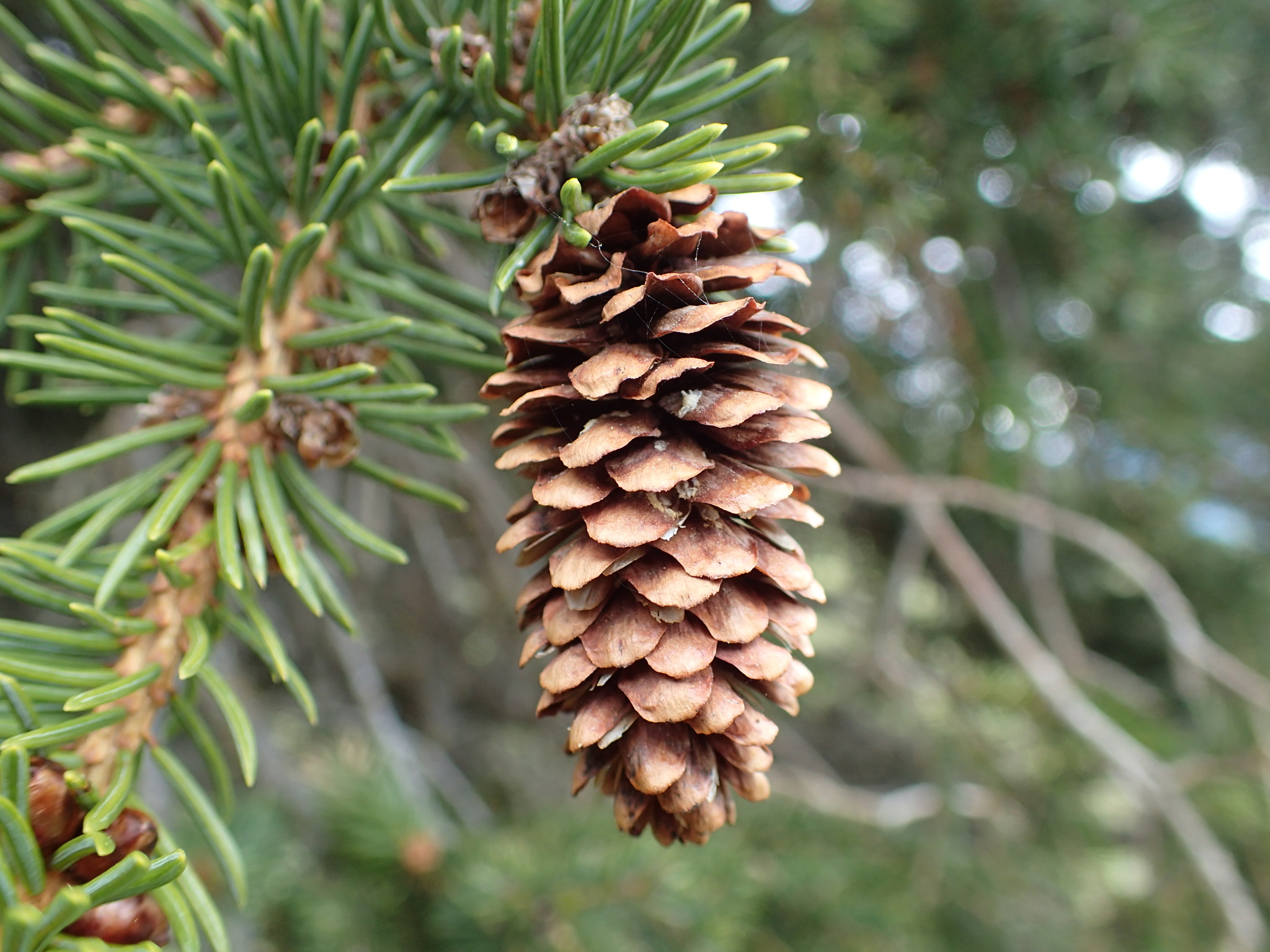Picea X lutzii