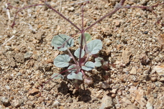 Eriogonum nutans