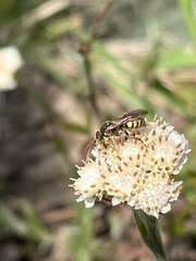 Nomada luteoloides