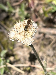Nomada luteoloides