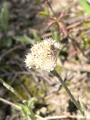 Nomada luteoloides