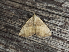 Chrysolarentia mecynata