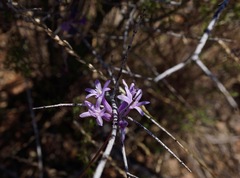 Dichelostemma multiflorum