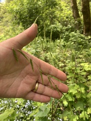 Pleuropogon refractus