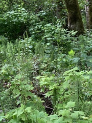 Pleuropogon refractus