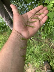 Pleuropogon refractus