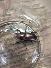 Lucanus elaphus
