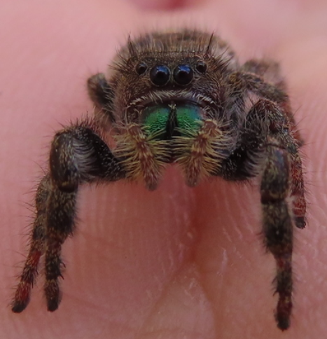 Bold Jumping Spider photographed in Pennsylvania