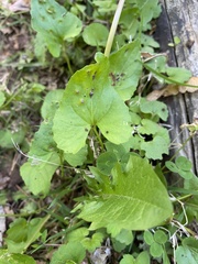 Puccinia violae