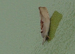 Tymbophora peltastis
