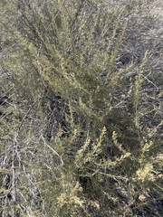 Ericameria pinifolia