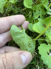 Puccinia violae