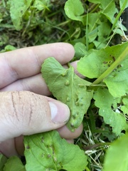 Puccinia violae