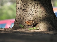 Coturnicops noveboracensis