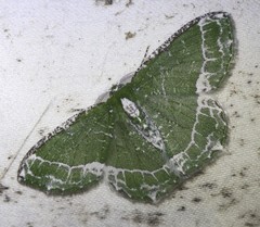 Eucyclodes insperata