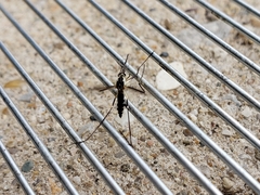 Aedes triseriatus