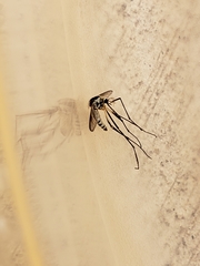 Aedes triseriatus